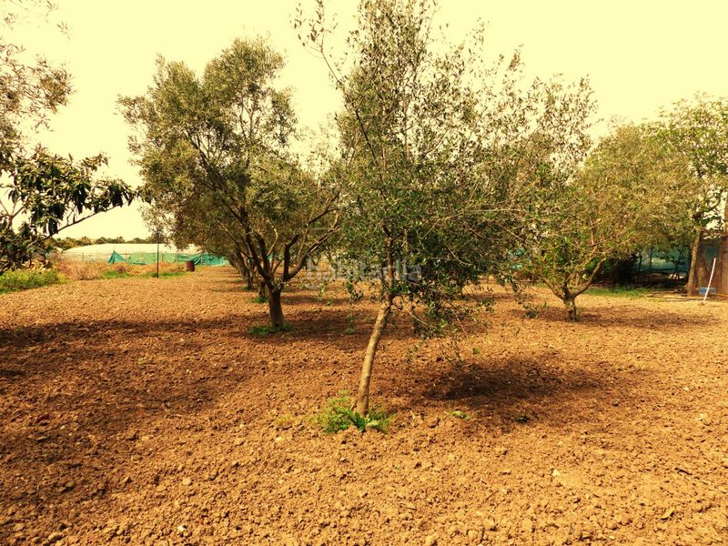 Foto 276ce697-5561-4ac6-aa59-6d7f082c9ad8. Masia amb aparcament a La Jara Sanlúcar de Barrameda