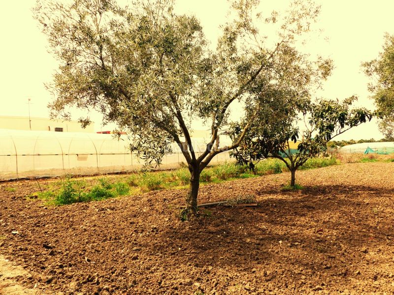 Foto 608d5693-6417-41e5-bd6b-212375b00913. Masia amb aparcament a La Jara Sanlúcar de Barrameda