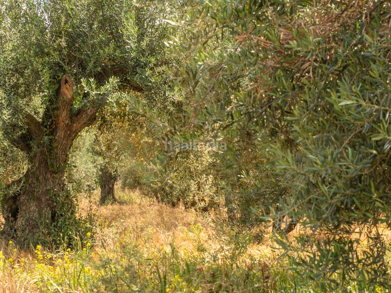 Foto ff52a725-19d3-4ef1-87eb-ff43cc71f0b3. Rural plot in calle gregorio marañón 1a in Carretera de Granada-La Alcazaba Alhendín