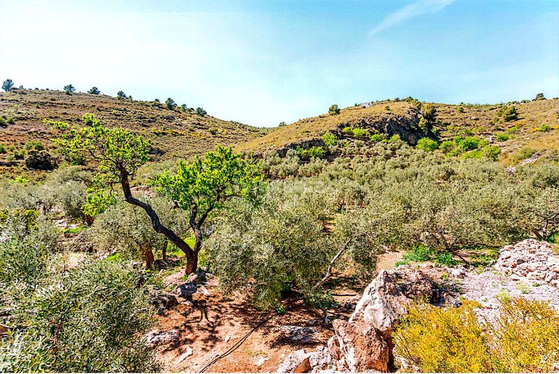 Foto 1bd63f04-3001-4175-88a0-5345fa648e87. Finca rústica a n/a a Pinar (El)
