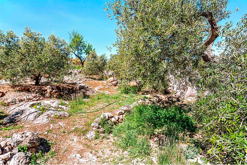 Foto 60ed2ac1-e0e4-49a3-ab8e-6031cebe0a74. Finca rústica a n/a a Pinar (El)