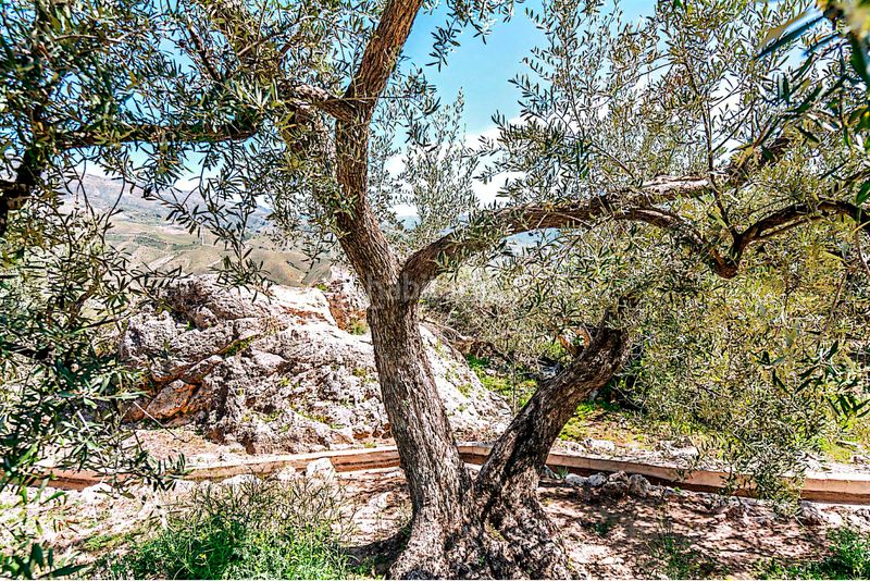 Foto 7a3a5b87-3600-4687-9d64-51d7ee3aff86. Finca rústica a n/a a Pinar (El)