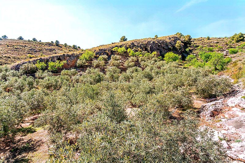 Foto ca6a57b0-790b-47c9-a812-8d7d4b5fe593. Finca rústica a n/a a Pinar (El)