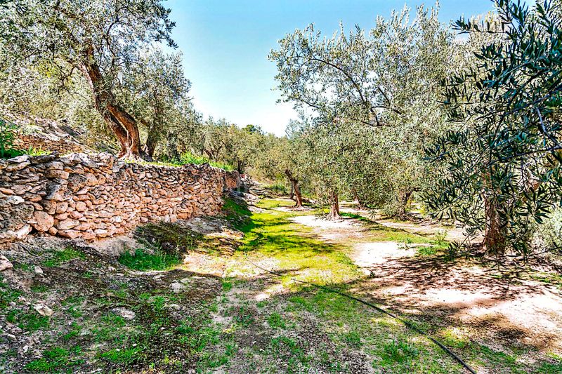 Foto 46a0f53a-d532-42ae-8e76-00dc729db6da. Finca rústica a n/a a Pinar (El)