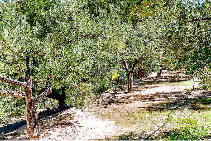 Foto 7e5c4f4b-a010-4587-ba10-0c844232e6e9. Finca rústica a n/a a Pinar (El)