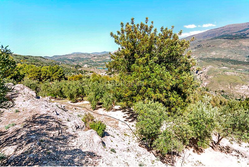 Foto c9eb2ba2-67a6-4ccf-bf70-a11178061d53. Finca rústica a n/a a Pinar (El)