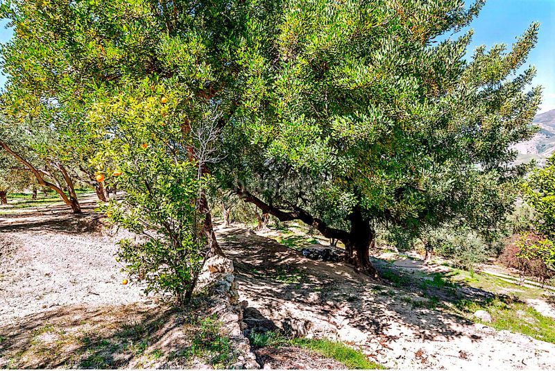 Foto d41e5a24-ba38-418a-b97c-6b4d81c85b37. Finca rústica a n/a a Pinar (El)