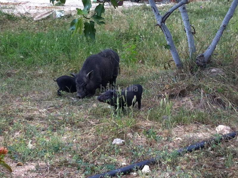 Foto fcbb9123-b48b-480a-a221-7f13b4d1804d. Propriété dans carrer del castell 4 dans La Mora Tarragona
