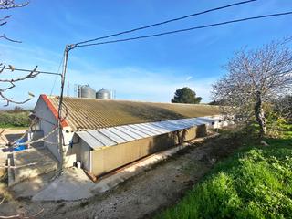 Nau industrial a Estepa. Venta • nave avícola + finca de olivar • estepa