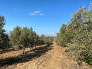 Finca rústica a Gilena. Venta • finca rústica • zona gilena-pedrera