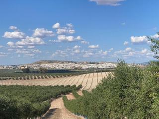 Fondo rustico in Osuna. Venta • finca rústica • osuna