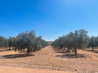 Finca rústica a Aguilar de la Frontera. Venta · terreno rústico · puente genil