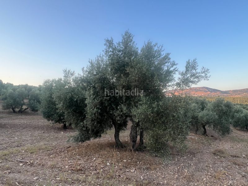 Foto b563752b-3a92-4cf7-9d20-0120799e62c8. Finca rústica a Estepa