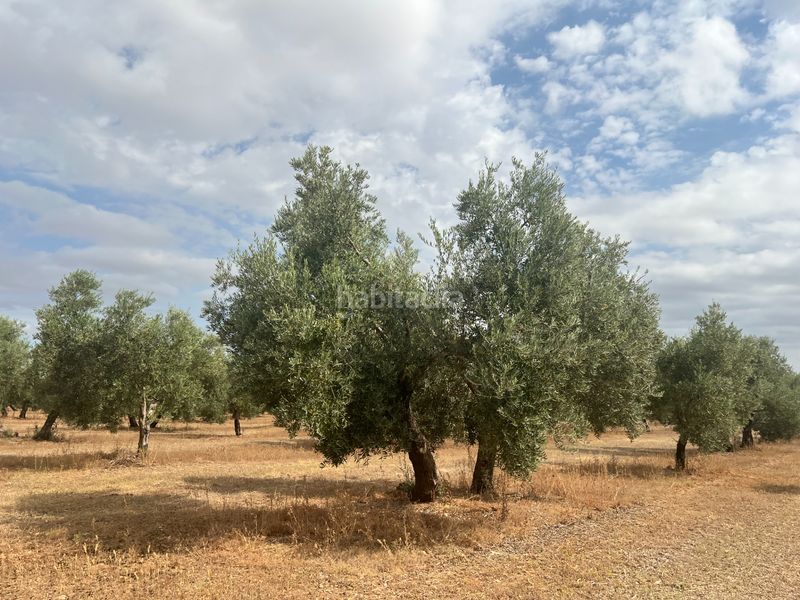 Foto 99f03bc3-e894-4714-8bd9-136d467bc7eb. Finca rústica a n/a a Estepa