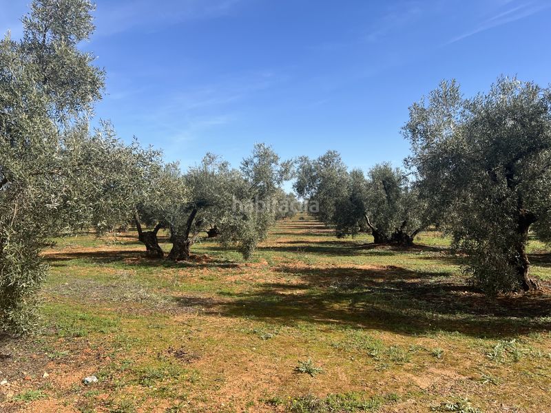 Foto 1bd76b79-0c13-4ba6-8ee4-d9f6b5b69b56. Finca rústica a n/a a Roda de Andalucía (La)