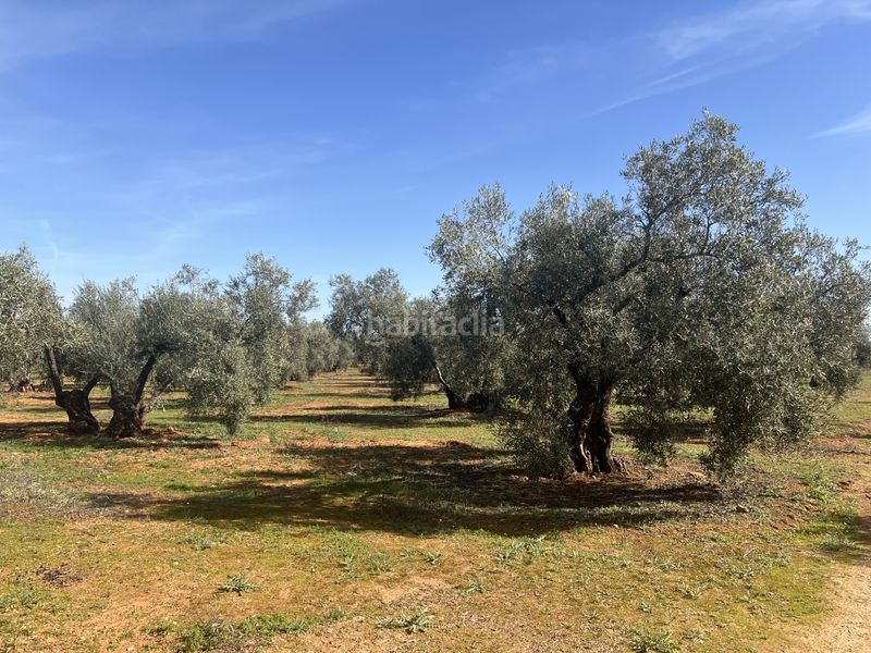 Foto 2e1e3567-1ad0-47f6-b7fc-d596f0adba12. Finca rústica a n/a a Roda de Andalucía (La)