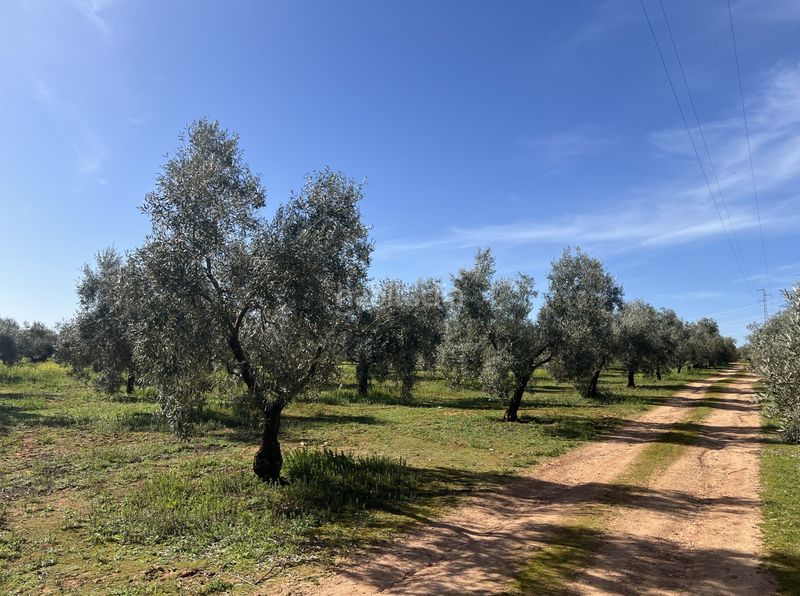 Foto 66e76913-6418-4fce-af86-263104802e4a. Finca rústica a n/a a Roda de Andalucía (La)