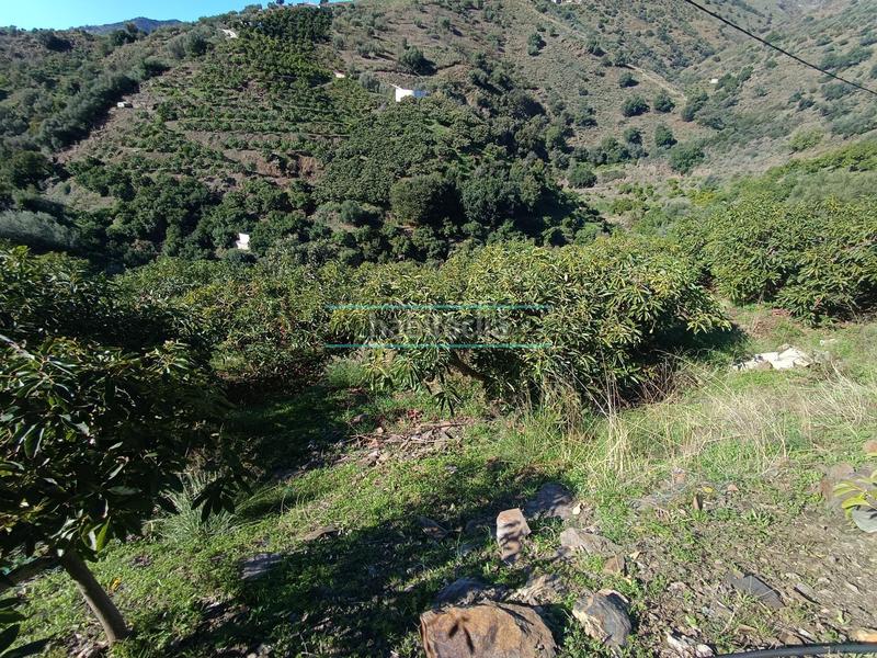 Foto 4d01e42f-c61f-49d7-bda7-e20b1cdb97ed. Rural plot in Sayalonga