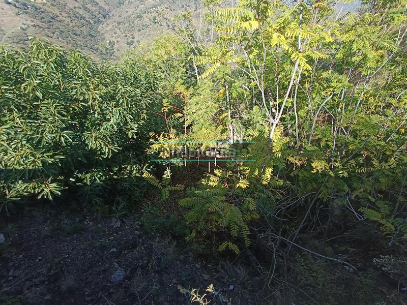 Foto 54b619db-2e60-461b-861a-16f56ce1fba9. Rural plot in Sayalonga