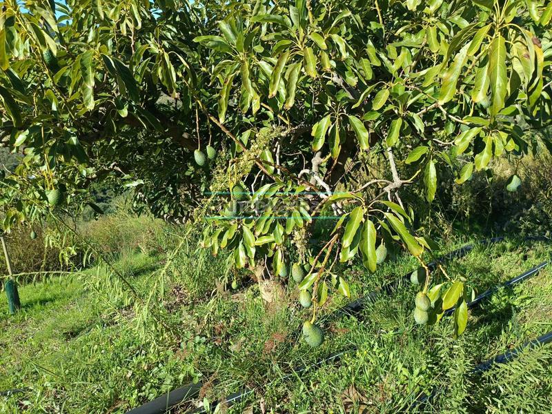 Foto 7e780949-d1ab-41b4-8f65-7da7cf338393. Rural plot in Sayalonga