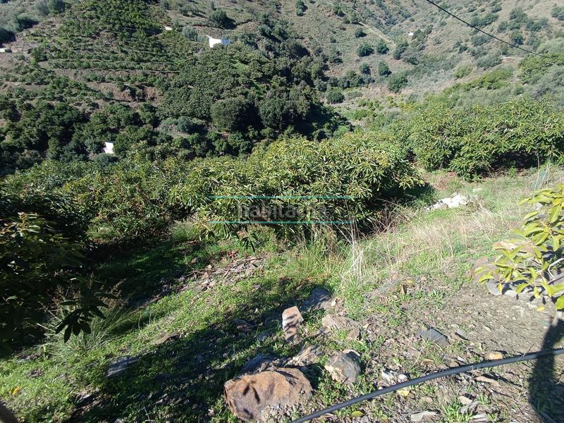 Foto 8b3d7368-a917-4ee1-9aef-0a2c344ba45d. Rural plot in Sayalonga