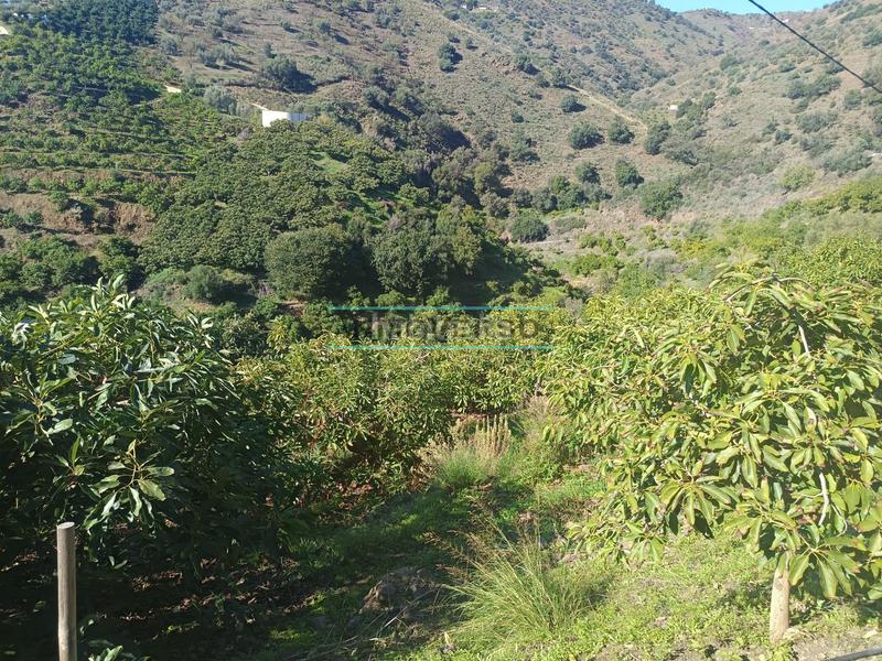 Foto 8c5a9314-05e3-4ff4-8310-d97434ceb510. Rural plot in Sayalonga