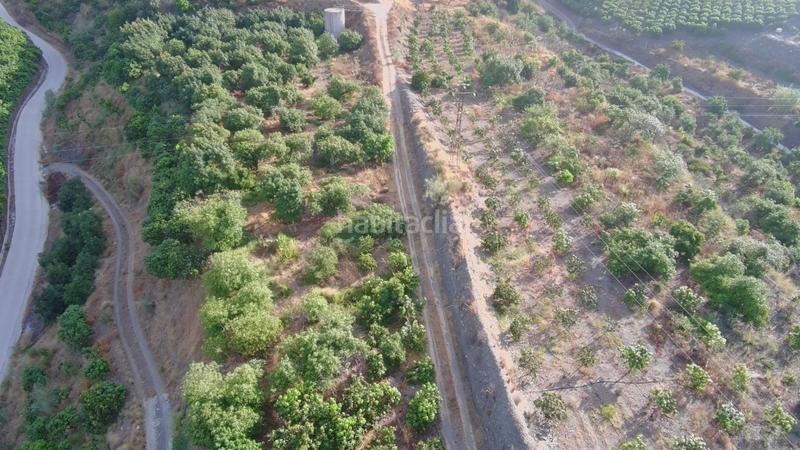 Foto 8641c1f5-359e-4336-ae68-88fae445ffc2. Finca rústica finca rustica con edificación alta produccion agricola en la axaquia en Vélez - Málaga