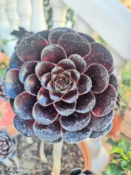 Foto 58428e70-6959-4b60-9f72-6dd0fd01e88d. Xalet amb aparcament piscina a Viñuela