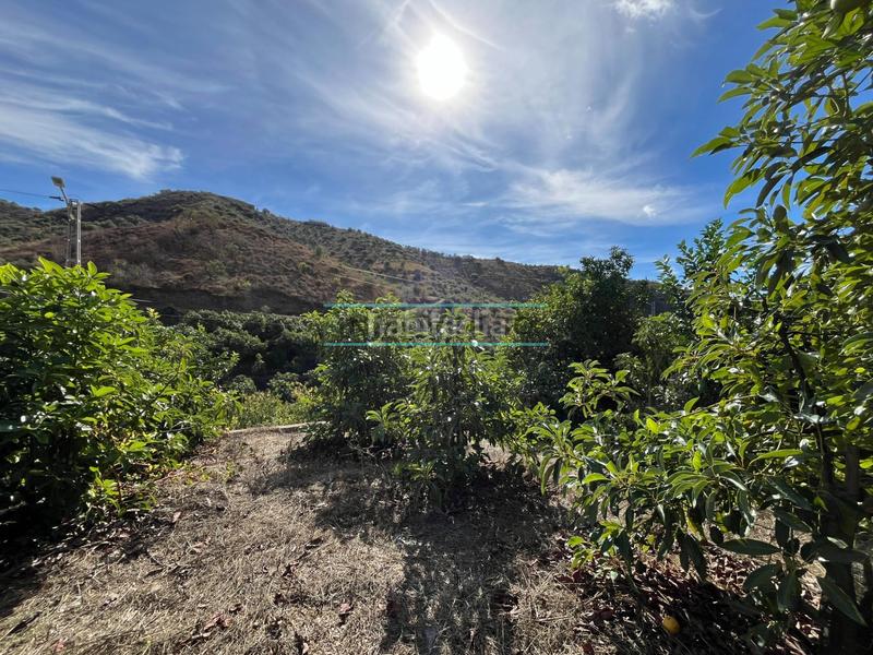 Foto 7fdfdfff-74fd-4af5-a5cd-700019d88811. Terreny residencial a Canillas de Aceituno