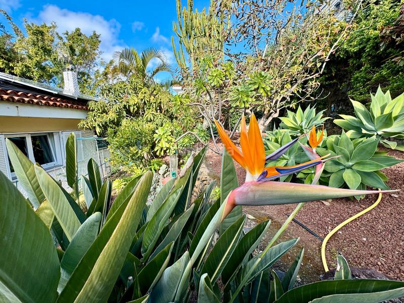 Foto 91534640-e8a6-4e14-a452-b82a439611ba. Chalet exclusive property in puntillo del sol – the sunniest spot in northern tenerife! en Matanza de Acentejo (La)