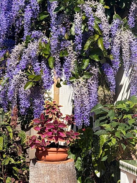 Foto 70ab3a61-089c-461b-be8e-9d386f17f768. Casa amb calefacció aparcament a Longuera - Toscal Realejos (Los)