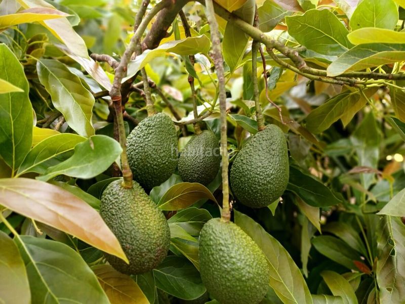 Foto e4417b53-cabe-4c70-84bb-8562199170e7. Masia amb aparcament a Centro Orotava (La)