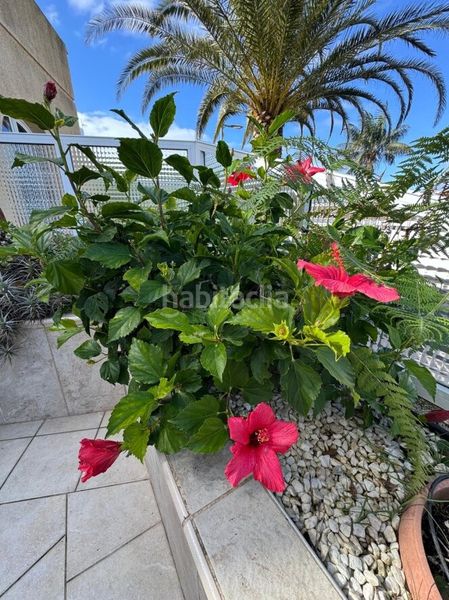 Foto be2c1013-3190-47b4-ad1e-fe57b154d150. Apartament amb aparcament a Santa Úrsula pueblo Santa Úrsula