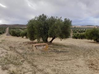 Finca rústica  Avenida garcia lorca. Olivos a la venta en escuzar de riego.