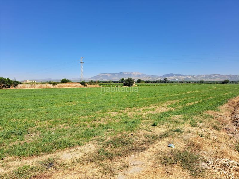 Foto 028e8793-0caa-444a-9418-6791db07a63a. Finca rústica a camino romilla 15 a Cijuela