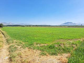 Finca rústica a Camino romilla 15. Terreno agrícola