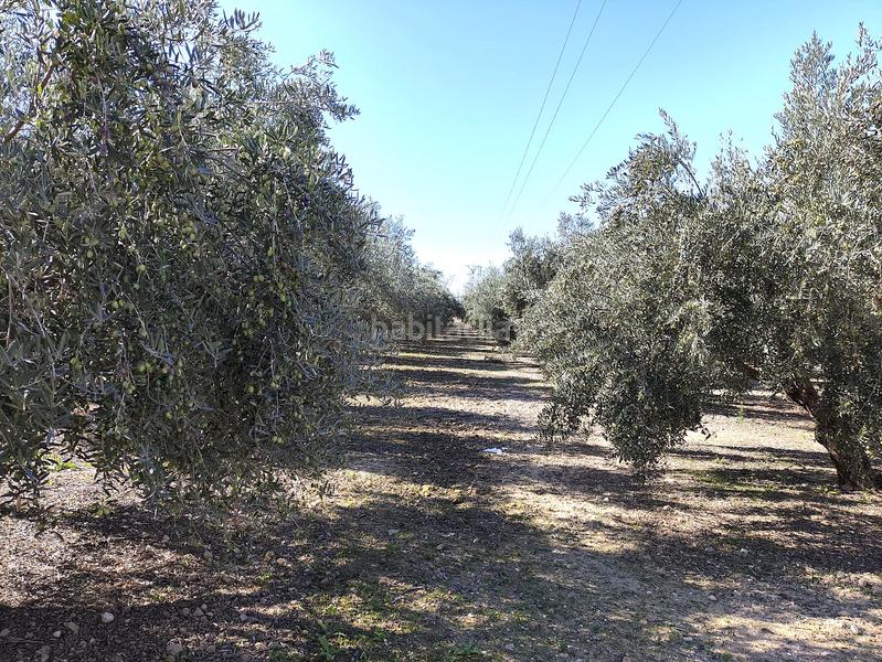 Foto 7d20169c-e72e-4b5c-bd54-aedf1588b7db. Finca rústica a Santa Fe