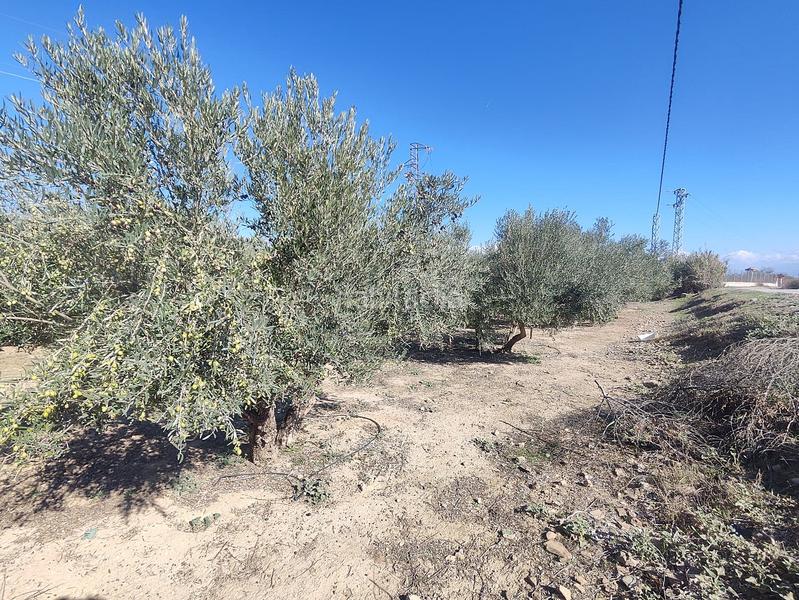 Foto af015e2e-59f2-498d-9b37-d39a0e80bb5b. Finca rústica a Santa Fe