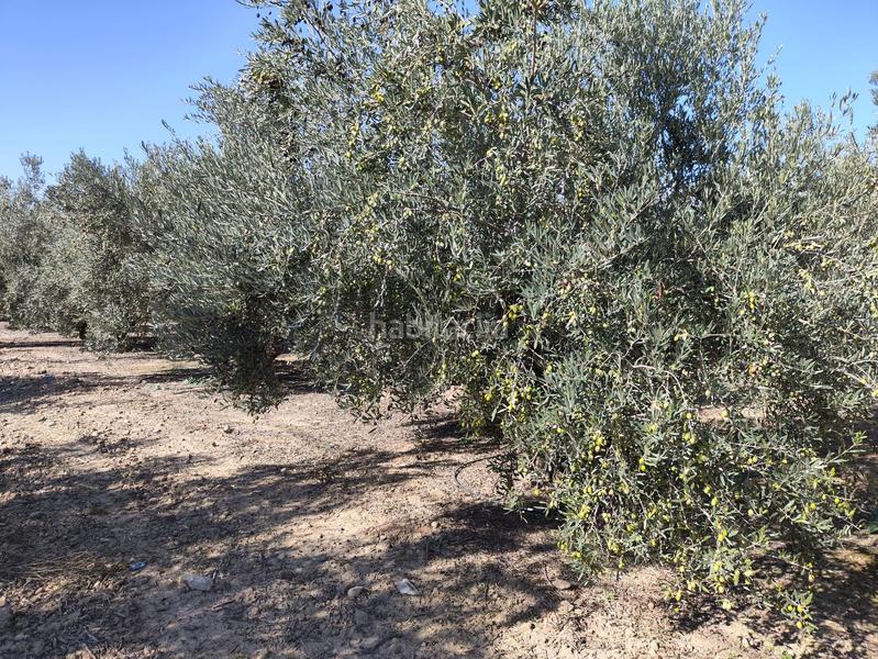 Foto d0d79298-0a1d-4ad8-bb1e-16e1aafc9fc1. Finca rústica a Santa Fe