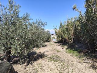 Propriété à Santa Fe. Finca de olivos en santa fe (granada)