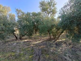 Propriété  Gr-3402. Finca a la venta en chauchina (granada)