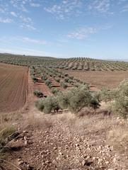Propriété à Chimeneas. Finca a la venta de olivos en chimeneas (granada)
