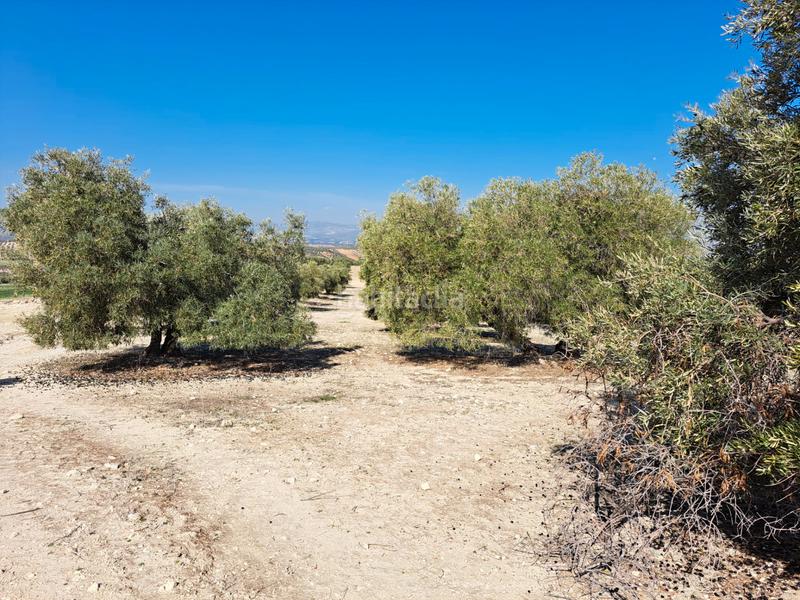 Foto d838251e-e805-4068-9b3c-9c2555ae4e28. Finca rústica a Chimeneas