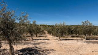 Finca rústica a N/a. Gran finca de olivos en ventas de huelma (granada)
