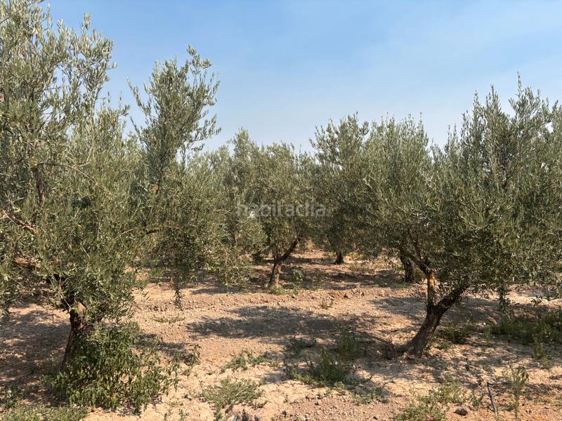 Foto aaf88b39-e9dc-4de3-ba44-08e61c125fbc. Finca rústica se vende este espectacular cortijo en la localidad de huétor tajar una oportunidad a tu alcance. 86.000€ en Huétor Tájar