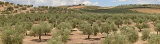 Finca rústica  Calle real. Se vende  finca de olivos  730.000
