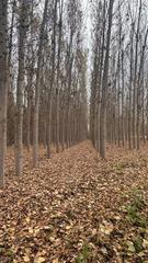 Landgut  Carretera de fuente vaqueros 59. Se vende finca de chopos -oportunidad m-10