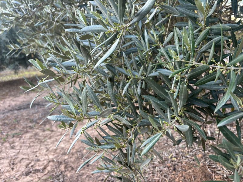 Foto 40d9b7d2-63e9-491e-be37-4653e5f49e45. Finca rústica a Cijuela