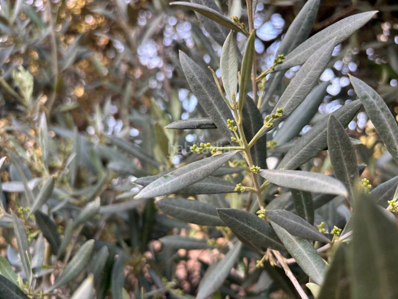 Foto 4e3d637b-51d5-462c-9a16-1c5faed6ff67. Finca rústica a Cijuela