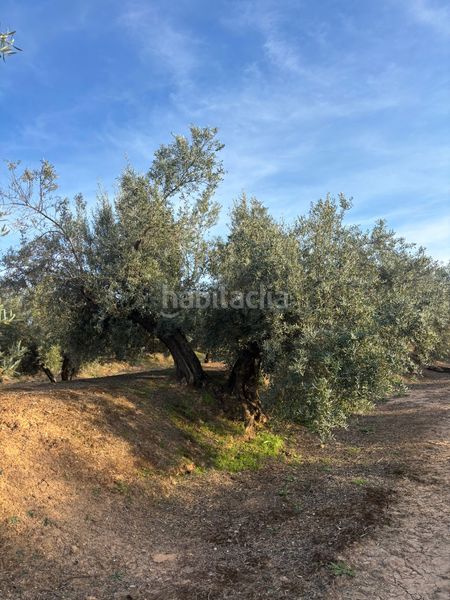 Foto 5cb4a994-f33d-428e-b942-d10dca5130f4. Finca rústica a Cijuela